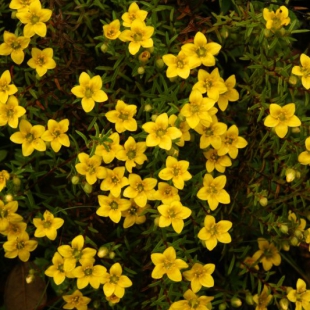 Saxifraga brachypoda